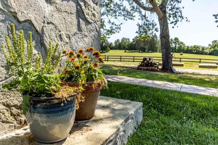 Potted flowers on a stone wall with the pasture behind