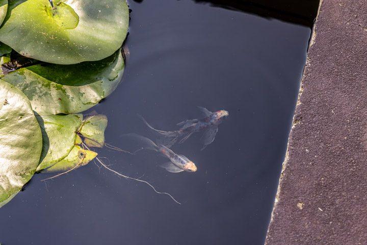 Fish swimming among lily pads