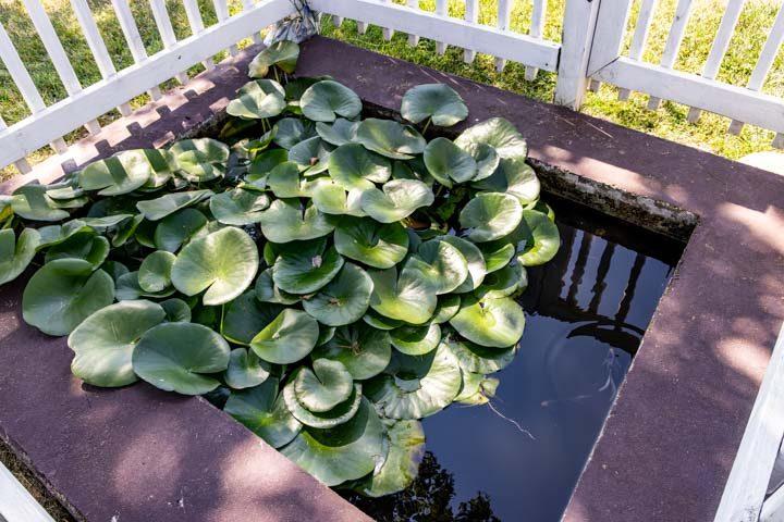 Lily pond on the porch deck